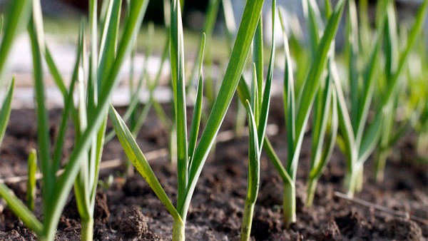 呼吸衰竭的心肺复苏处理